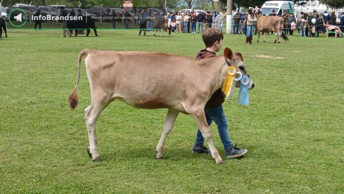 Desfile de animales premiados en la pista. - Expo Rural Brandsen 2026