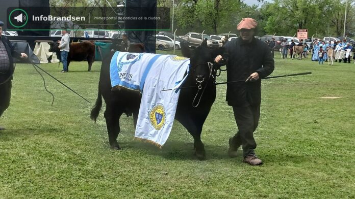 Desfile de animales premiados en la pista. - Expo Rural Brandsen 2026