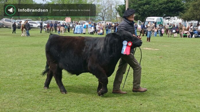 Desfile de animales premiados en la pista. - Expo Rural Brandsen 2026