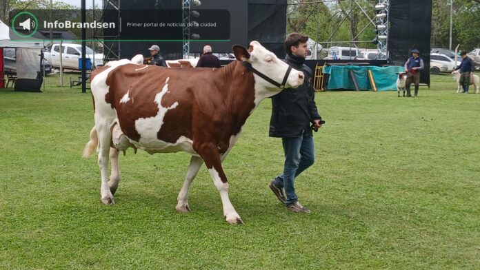 Desfile de animales premiados en la pista. - Expo Rural Brandsen 2026