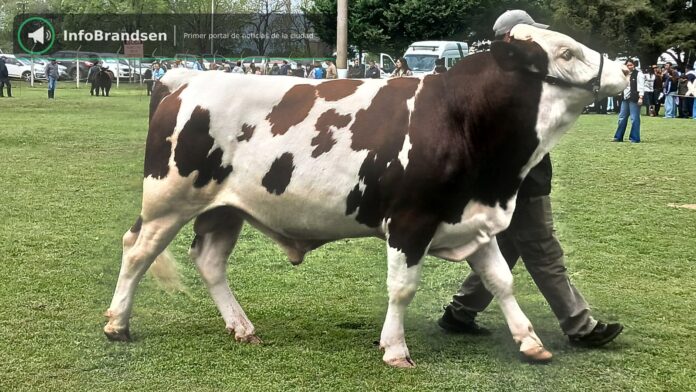 Desfile de animales premiados en la pista. - Expo Rural Brandsen 2026