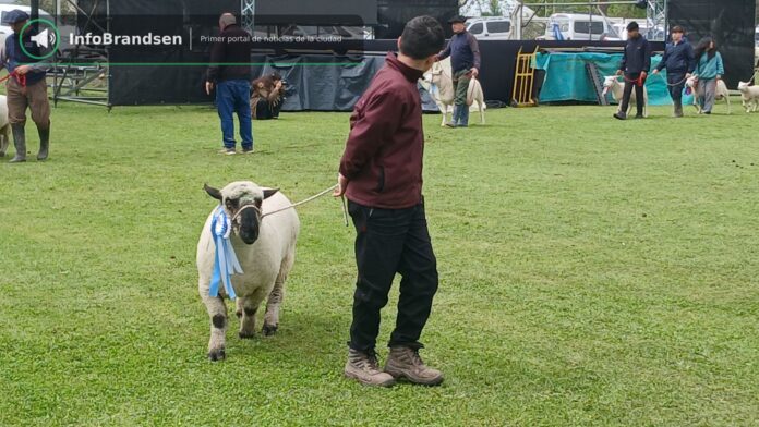 Desfile de animales premiados en la pista. - Expo Rural Brandsen 2026