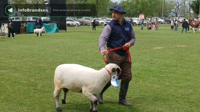Desfile de animales premiados en la pista. - Expo Rural Brandsen 2026
