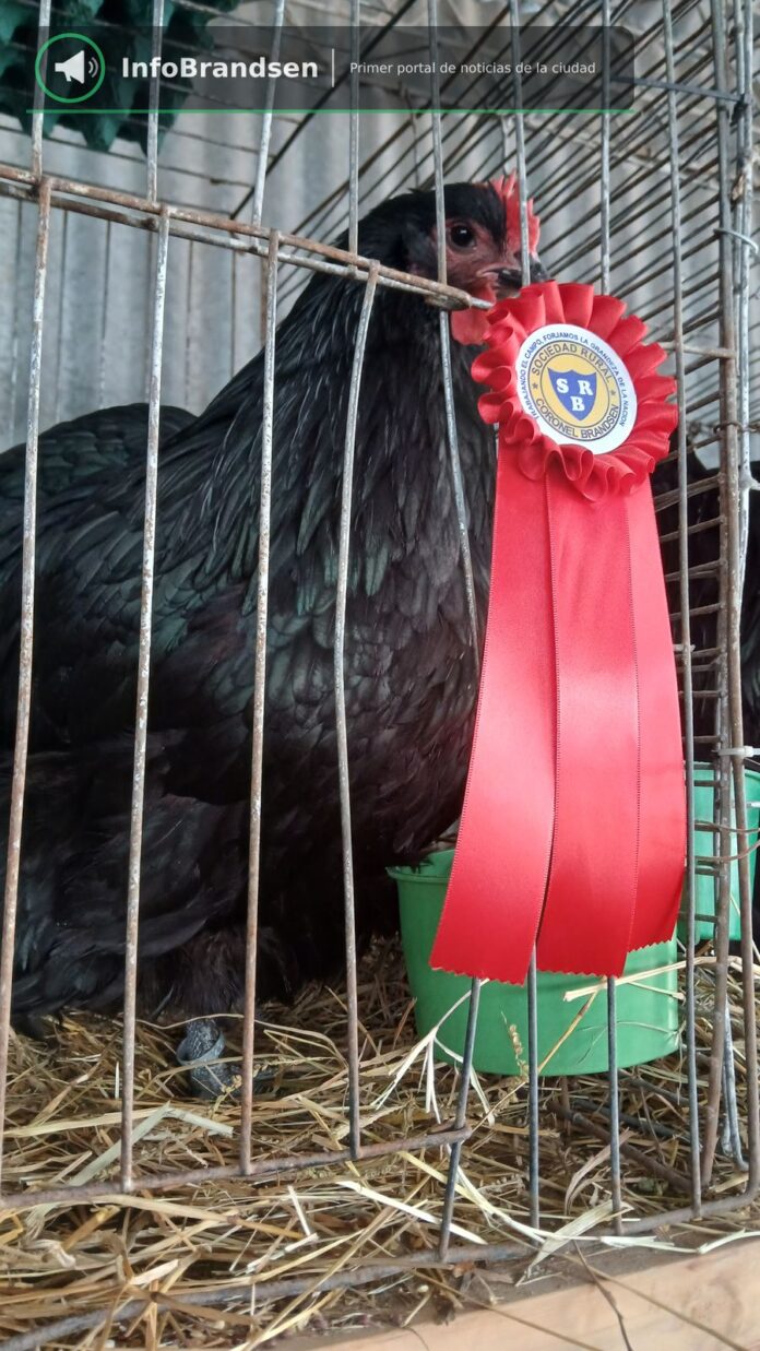 Exposición de aves y conejos. - Expo Rural Brandsen 2026