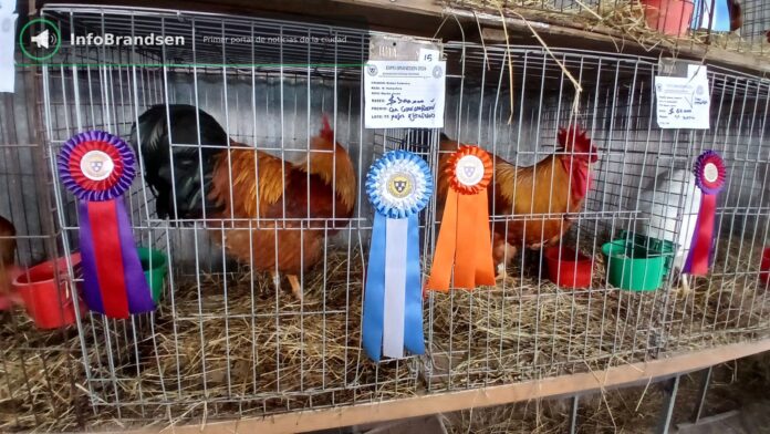 Exposición de aves y conejos. - Expo Rural Brandsen 2026