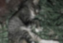 Escriben los lectores: Vecina denunció que perros sueltos le mataron a su gata