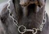 Carta de lectores: denuncian presunto abandono y maltrato de perros en Teniente Origone