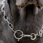 Carta de lectores: denuncian presunto abandono y maltrato de perros en Teniente Origone