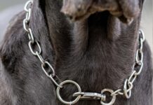Carta de lectores: denuncian presunto abandono y maltrato de perros en Teniente Origone