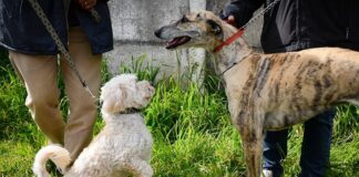 Conocé el cronograma de Zoonosis para octubre en Domselaar y Korn